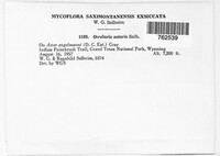Ramularia solheimii image